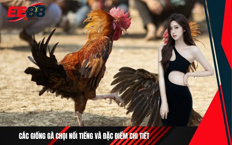 Các giống gà chọi nổi tiếng và đặc điểm chi tiết
