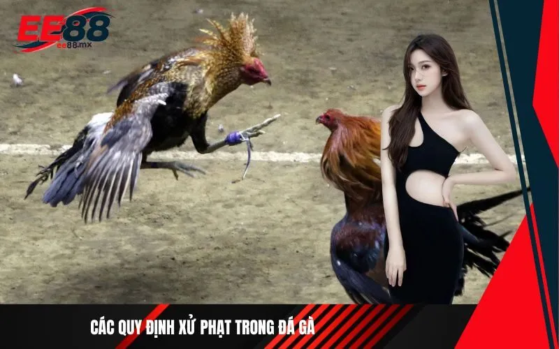 Các quy định xử phạt trong đá gà