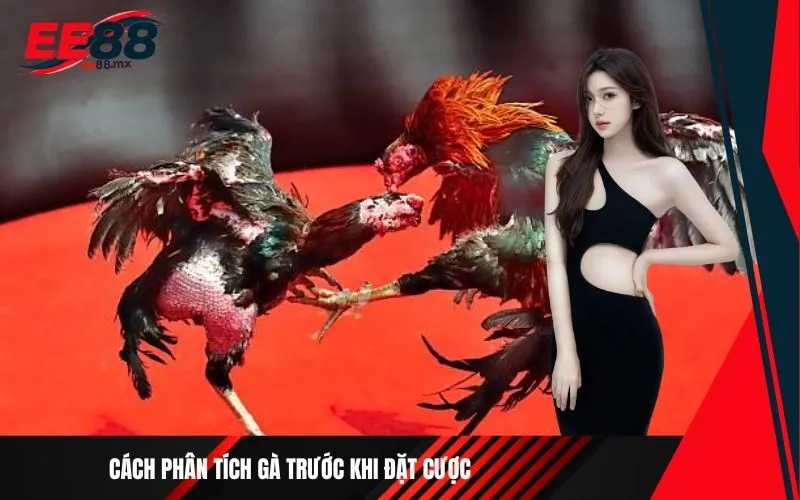 Cách phân tích gà trước khi đặt cược