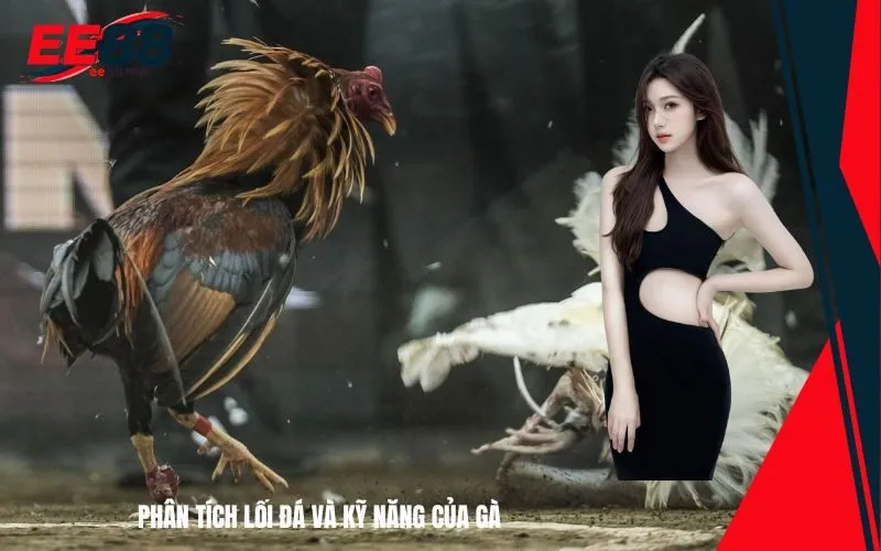 Phân tích lối đá và kỹ năng của gà